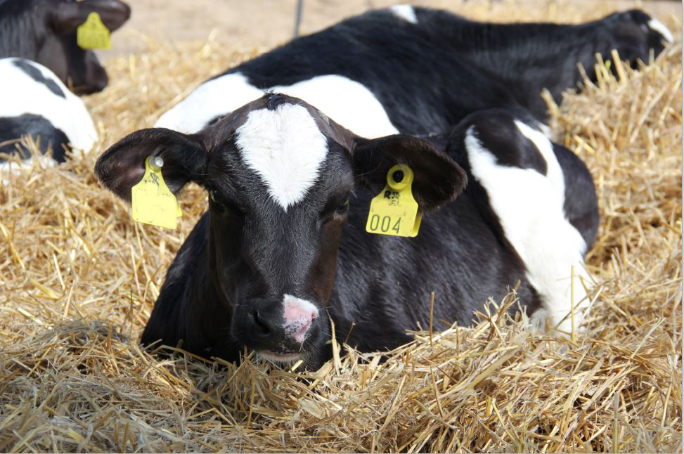 Holstein lypsykarja vasikka olkikuivitus