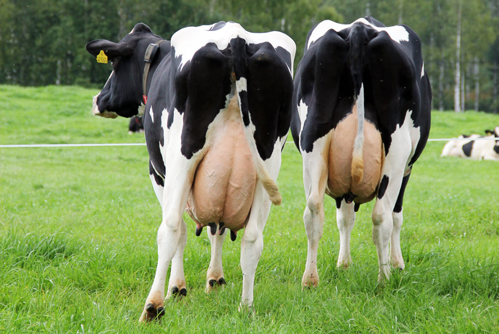 Holsteinlehmiä laitumella