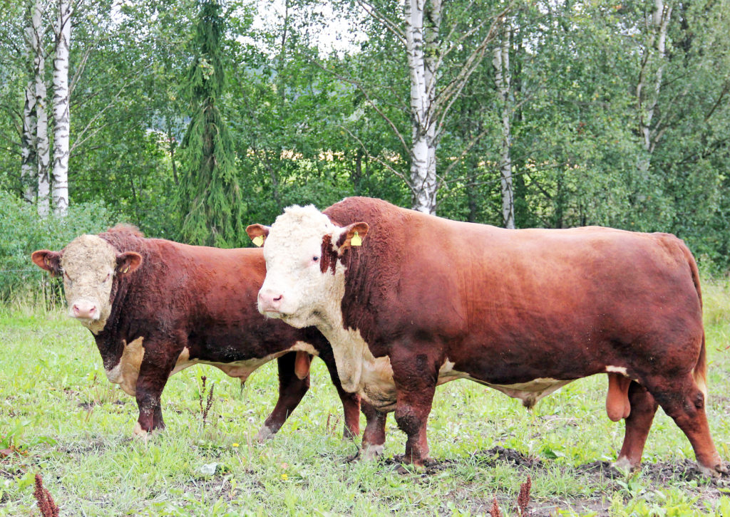 Herfod-sonni ja -lehmä