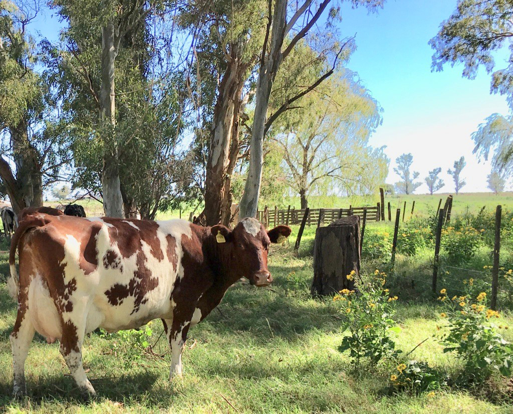 Lehmä laitumella Argentiinassa