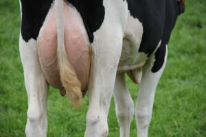 Holstein-lehmä laitumella