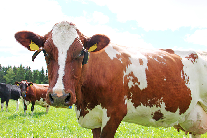 A cow in pasture