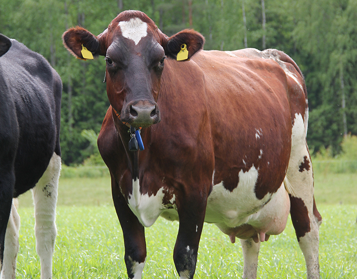 A cow in pasture