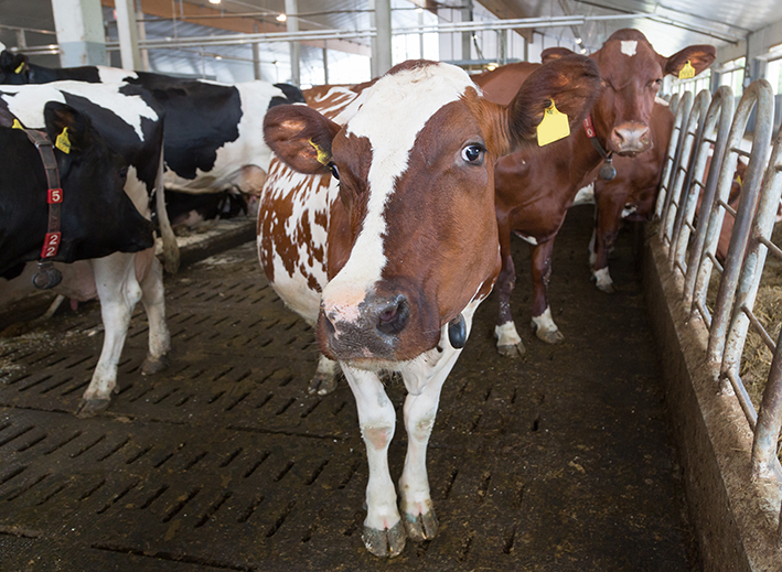 A cow in the barn