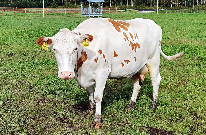 PSK-lehmä laitumella