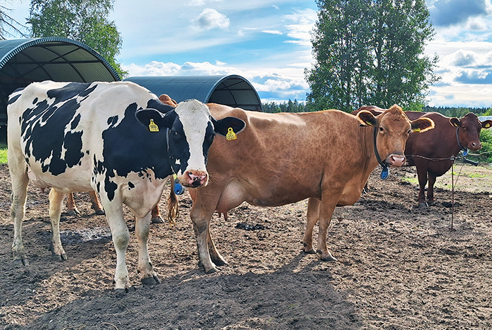 Holstein, LSK ja ayrshire ulkona
