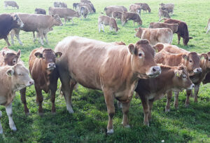 Limousinkarjaa laitumella