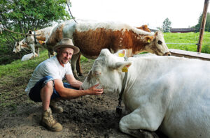 Tuomo Turjansalo laitumella lehmien kanssa