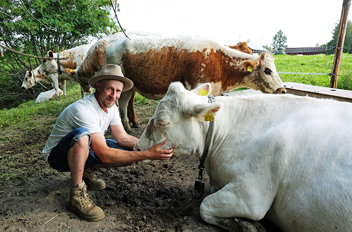 Tuomo Turjansalo laitumella lehmien kanssa