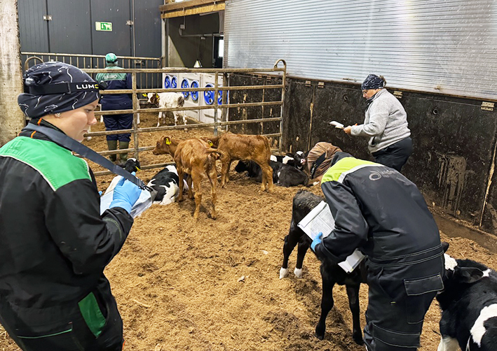 Arvioijat vasikkakarsinassa