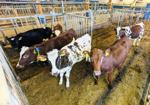 Hiehoja pihaton karsinassa