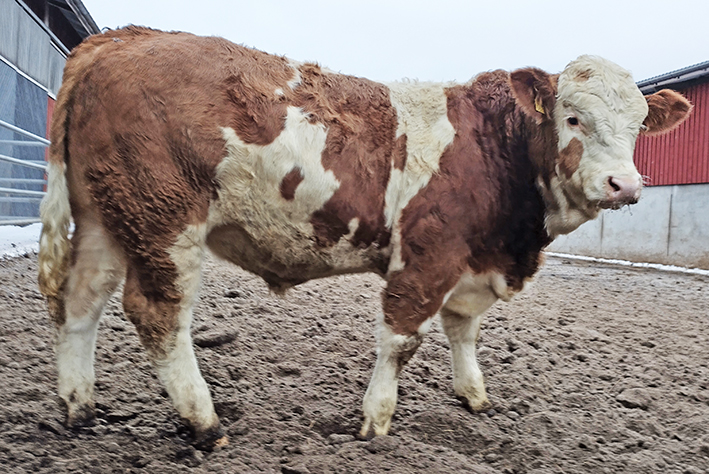 Simmental-sonnivasikka