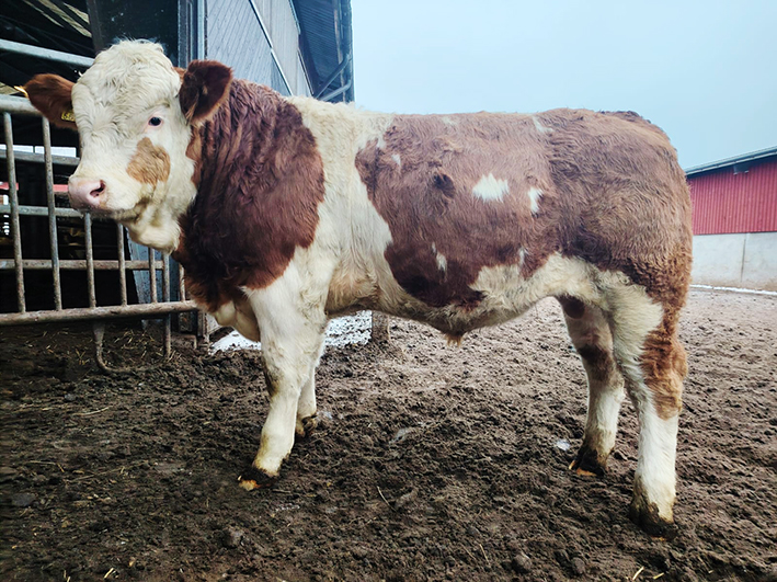 Simmental-sonnivasikka