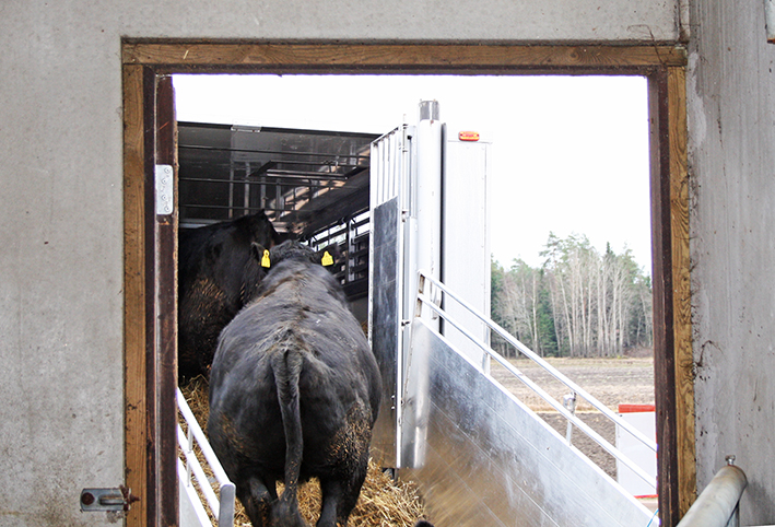 Karjaa lastataan autoon