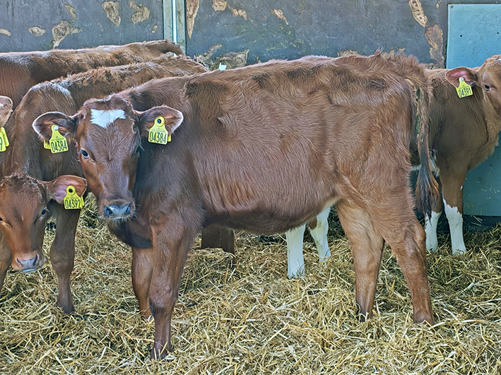 Ruskea hieho karsinassa