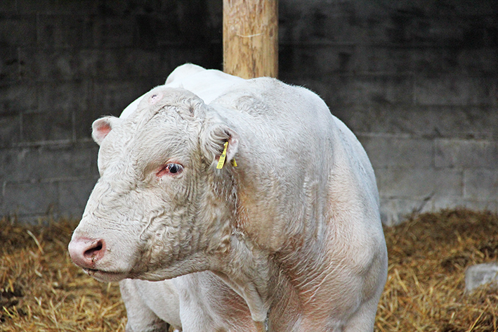 Charolais-sonni olkipohjalla