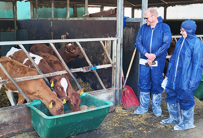 Vierailijoita navetassa katselemassa vasikoita