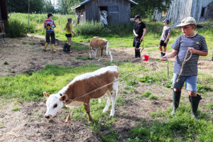 Lapset taluttavat vasikoita