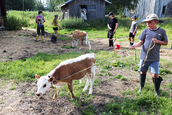 Lapset taluttavat vasikoita