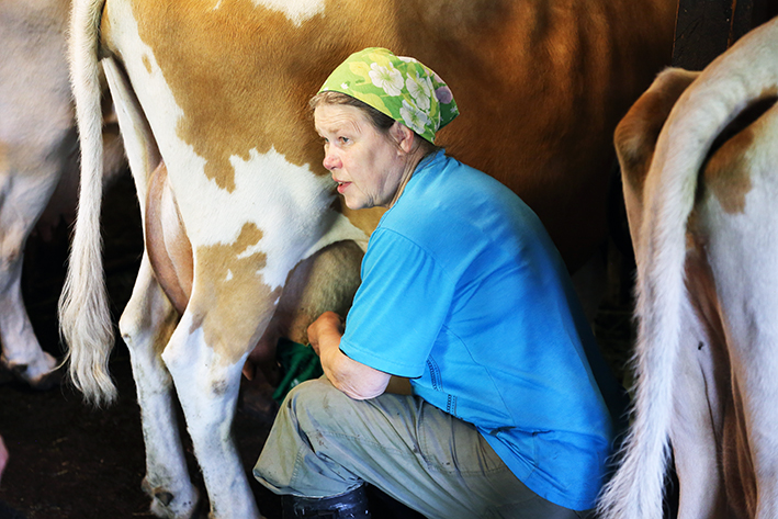 Nainen lypsää kyyttöä