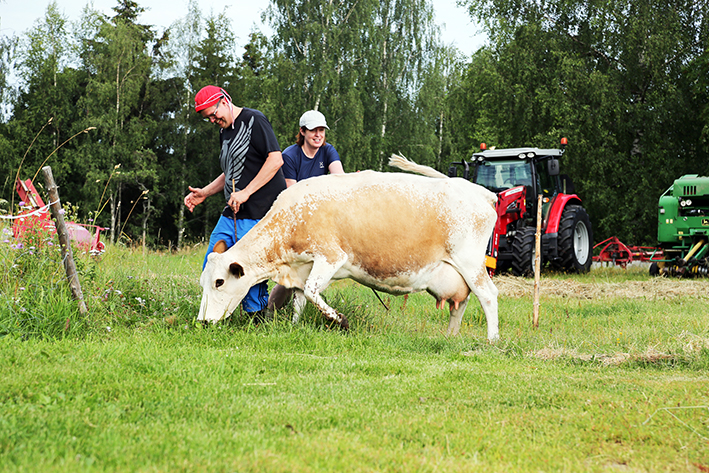 Kaksi nuorta taluttaa lehmää