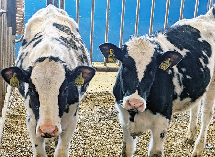 Kaksi hiehoa karsinassa