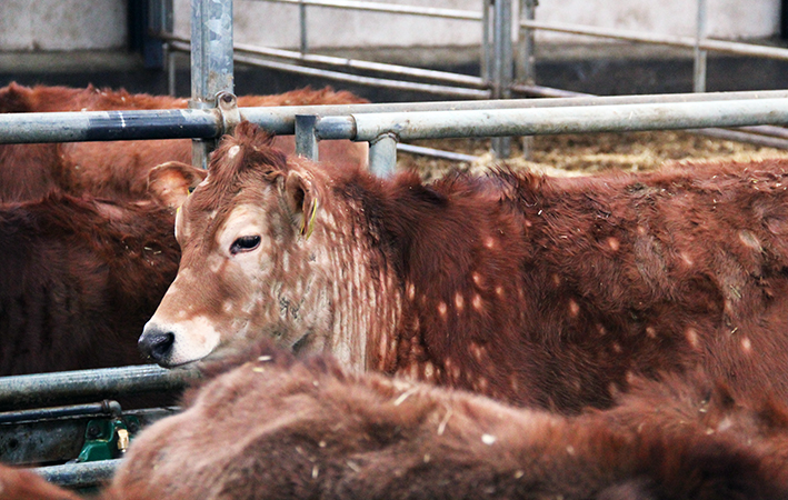 Lihakarjaa jolla pälvisilsa