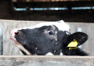 Vasikka jolla pälvisilsa