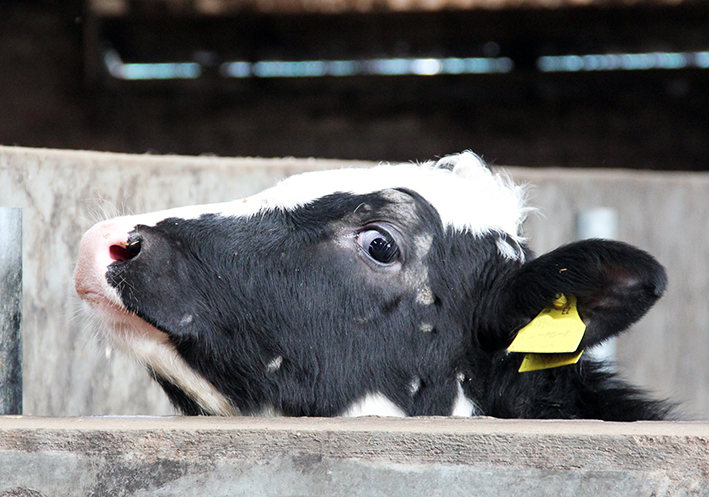 Vasikka jolla pälvisilsa