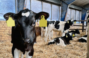 Tanskalaisia holstein-vasikoita karsinassa