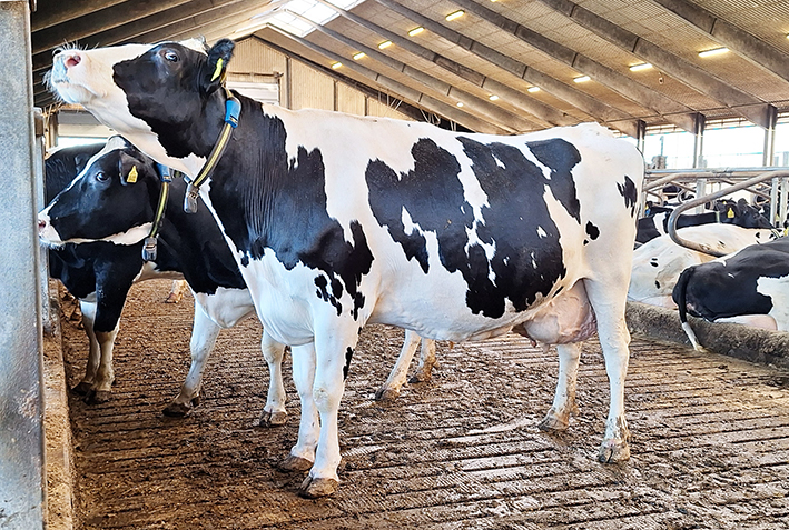 Holstein lehmiä tanskalaisessa navetassa.