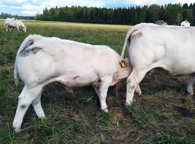 Charolais-emo ja vasikka laitumella