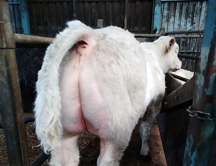 Charolais-sonni takaapäin kuvattuna