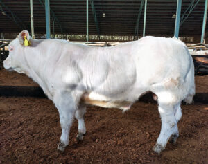 Charolais-sonni pihatossa