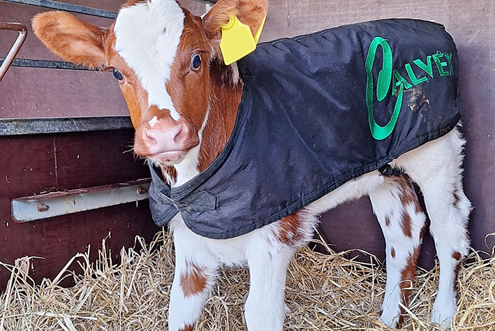 Pikkuvasikka liivi päällään olkikarsinassa