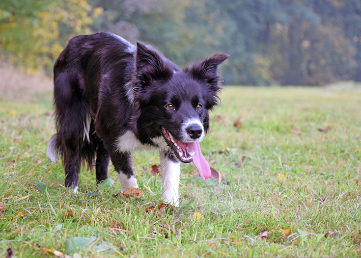 Paimenrava bordercollie pellolla