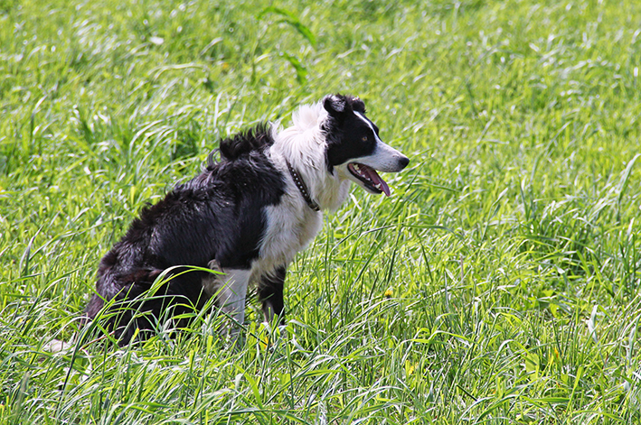 Bordecollie istuu pellolla