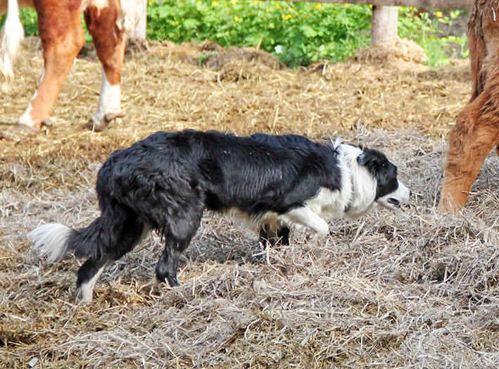 Bordercollie paimentaa karjaa