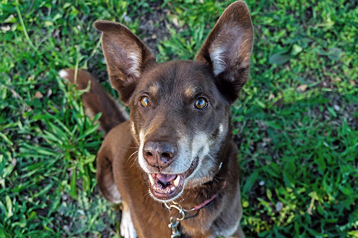 Ruskea kelpie pellolla