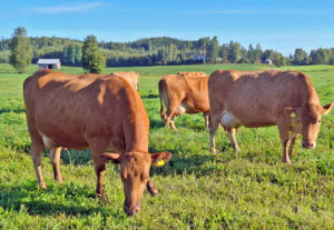 Suomenkarjaa laitumella auringossa