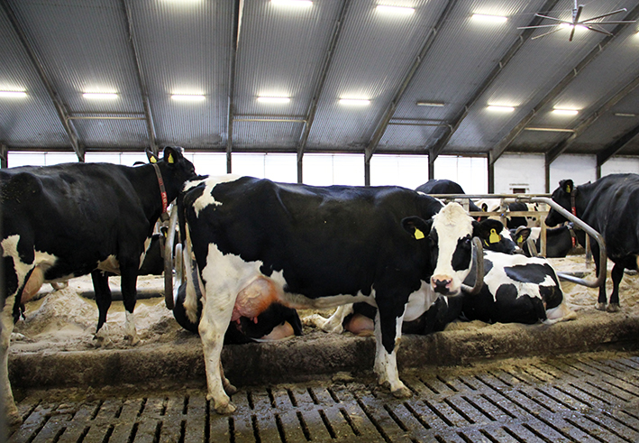 Holsteinkarjaa valoisassa navetassa